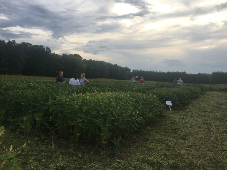 Soybean field day