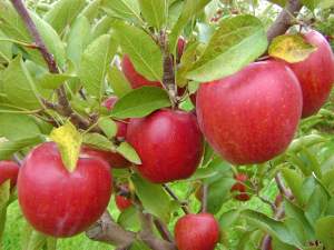 Southwest Michigan apple maturity report – Oct. 17, 2018