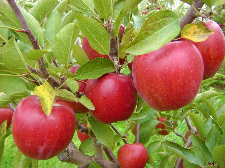 Kumeu Crimson Braeburn