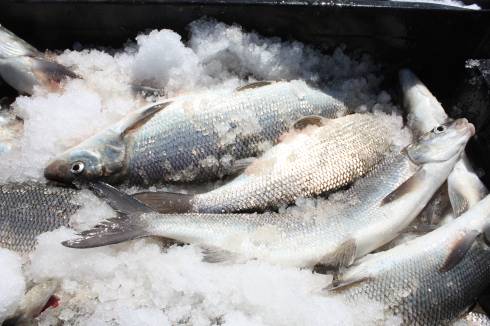 Declining growth, condition of Lake Michigan lake whitefish creates concern for fishery - MSU ...