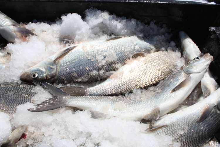 Great Lakes lake whitefish is an important species in the Great Lakes commercial fisheries. Photo: Ron Kinnunen, Michigan Sea Grant