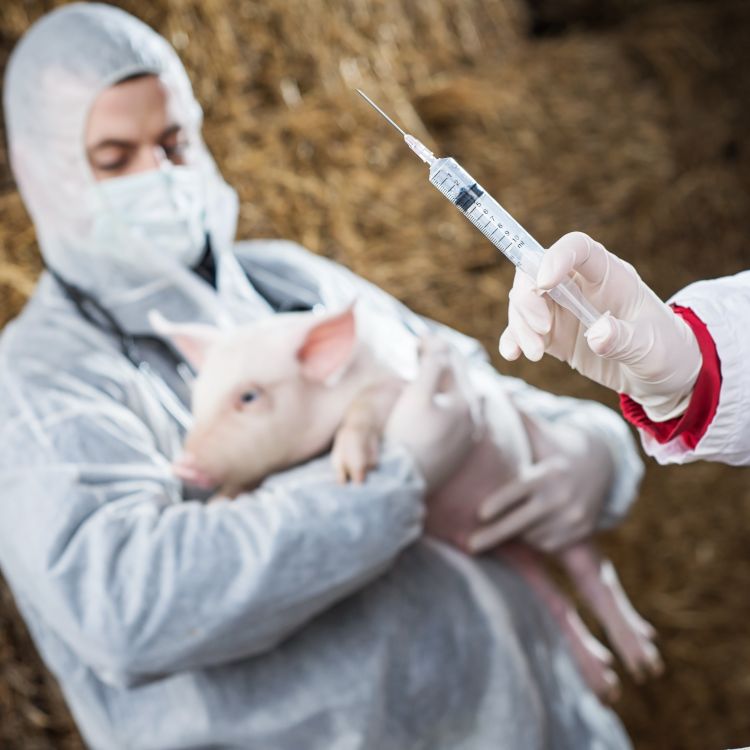 A farm employee is holding a growing pig ready to receive an antibiotic.