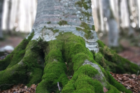 Adapting in a Time of Crisis MSU Forester magazine cover Summer 2020