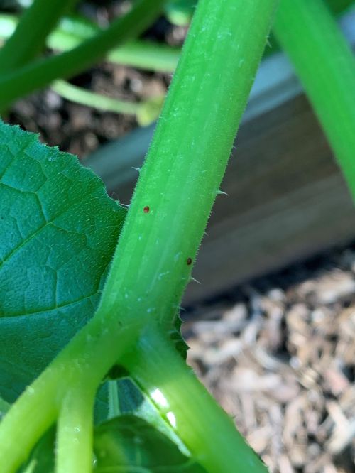 Squash vine borer eggs