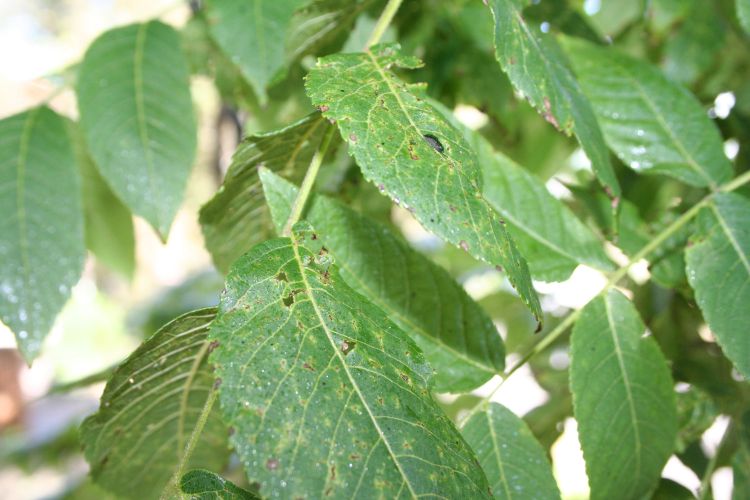 Black Walnut (Juglans nigra) Leaves with signs of Thousand cankers disease (Geosmithia morbida) and possibly a walnut twig beetle (Pityophthorus juglandis). Photo courtesy of Flickr user Jeffrey Beall