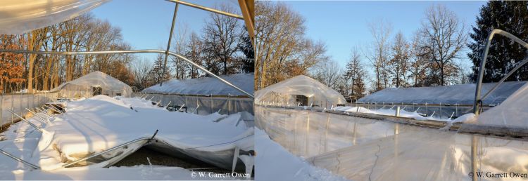 Photo 1. Heavy, wet snow accumulation on the double-poly greenhouse resulted in collapse of the greenhouse structure. All photos by W. Garrett Owen.