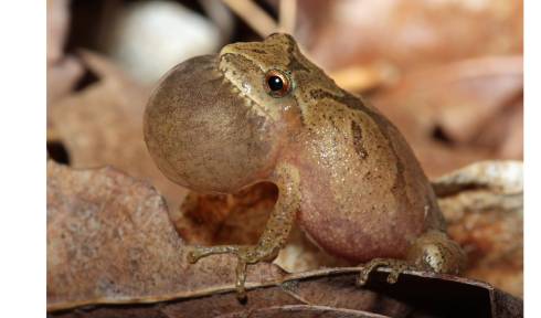 Spring peeper frog