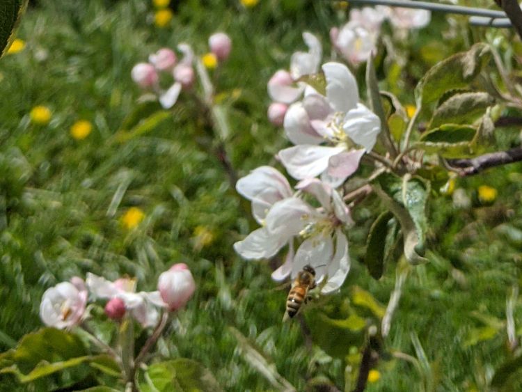 Honey bee on apple blossom.