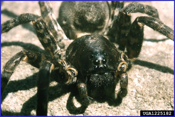 Are Wolf Spiders Poisonous?