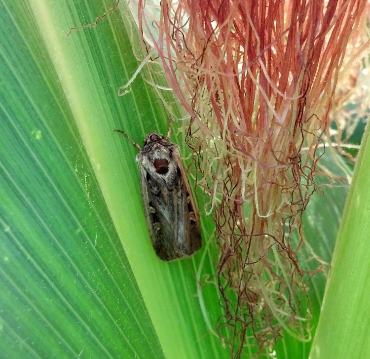 An adult western bean cutworm moth on corn.