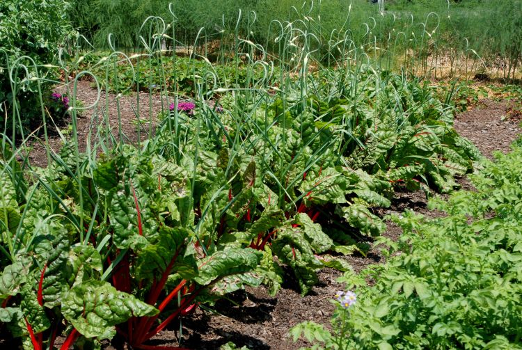 Companion planting of garlic among Swiss chard. Photo credit: Rebecca Finneran, MSU Extension