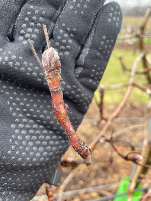 An apple tree at the silver tip phenological stage