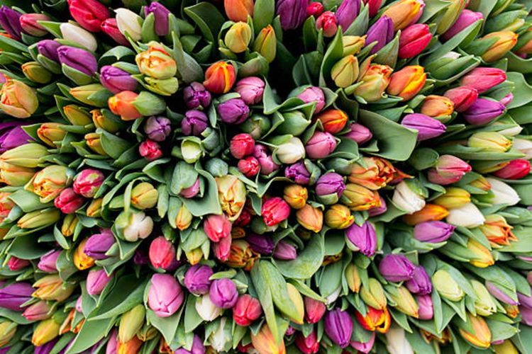 an aerial shot of dozens of multicolored tulips.