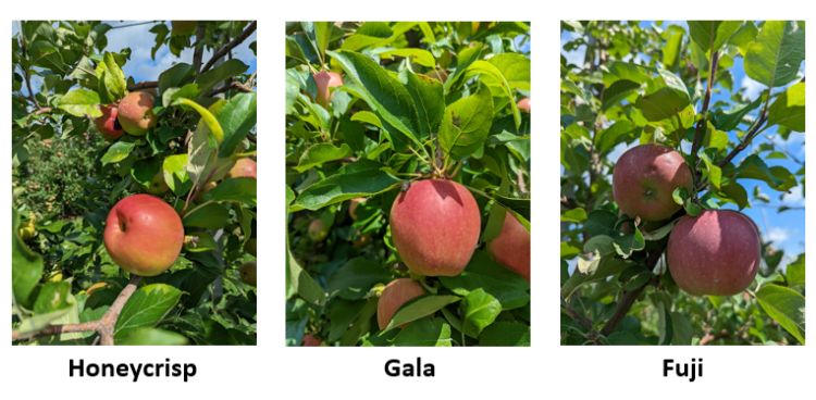 Honeycrisp, Gala and Fuji apples hanging from a tree.