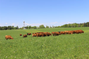 Managing perennial pastures to withstand drought