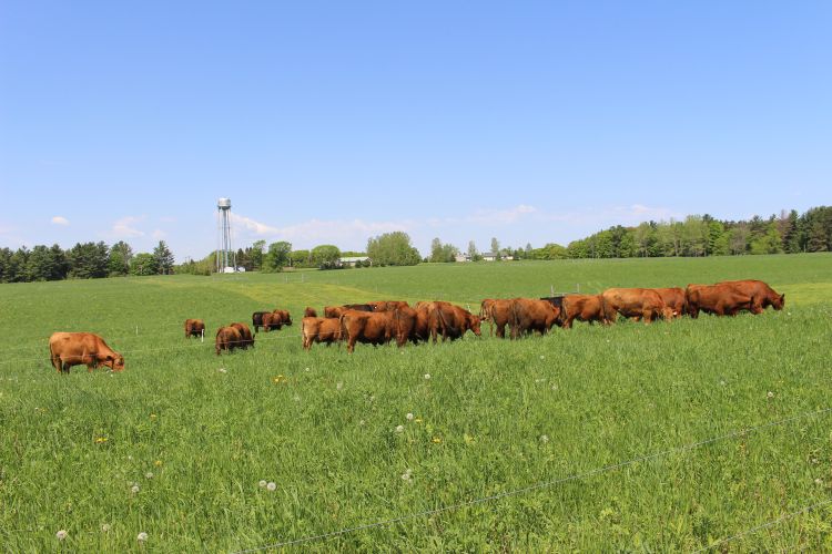 The attached picture show grazing cattle at UPREC, it also shows some pasture plant diversity. The photo was taken by Jim Isleib.