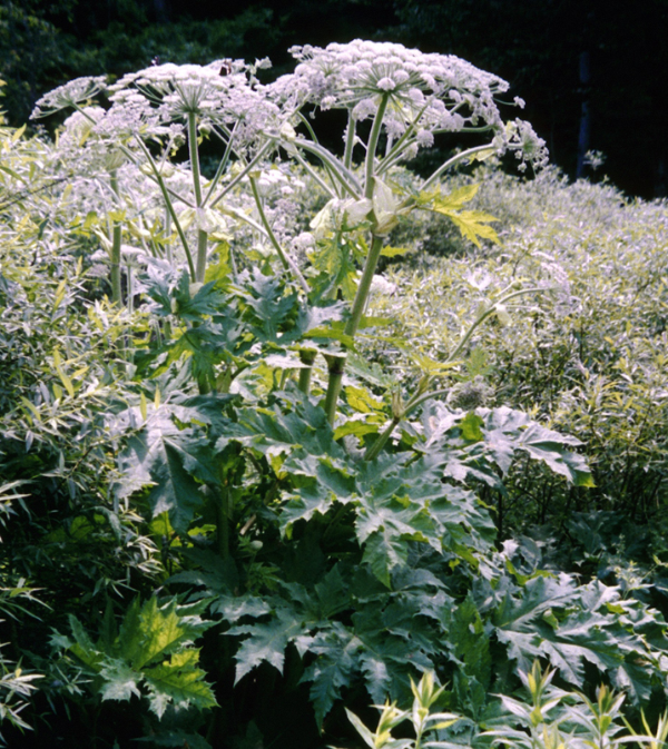 Giant Hogweed