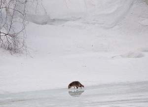 Exploring your world: Coping with cold through dormancy