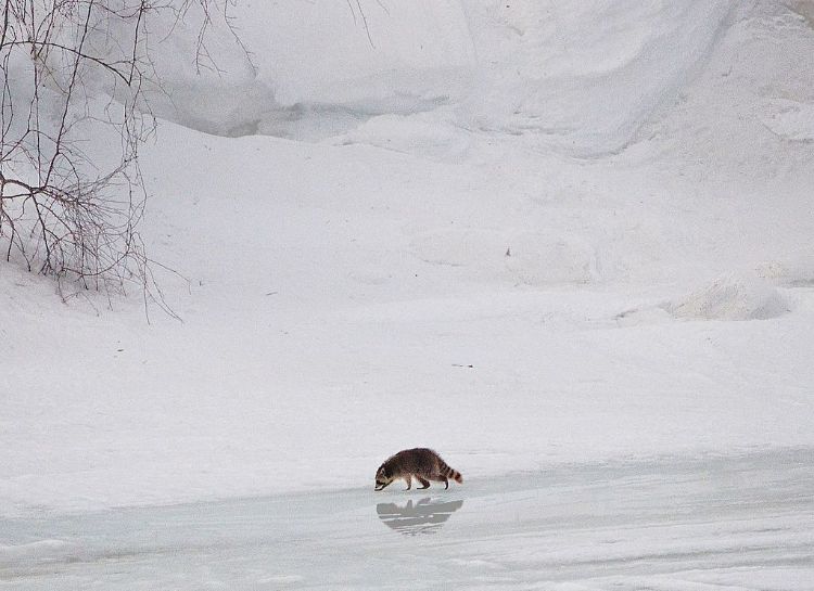 A racoon crossing a frozen river in winter.