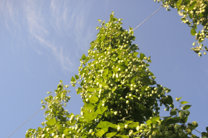 The art and science of hop harvest