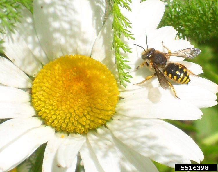 A wool carder bee resting on a flower.