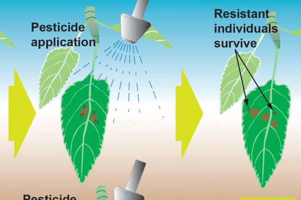 How Pesticide Resistance Develops Grapes