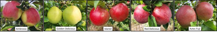 Five different apple varieties.