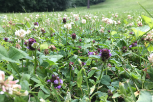 Flowering Bee Lawns - Webinar