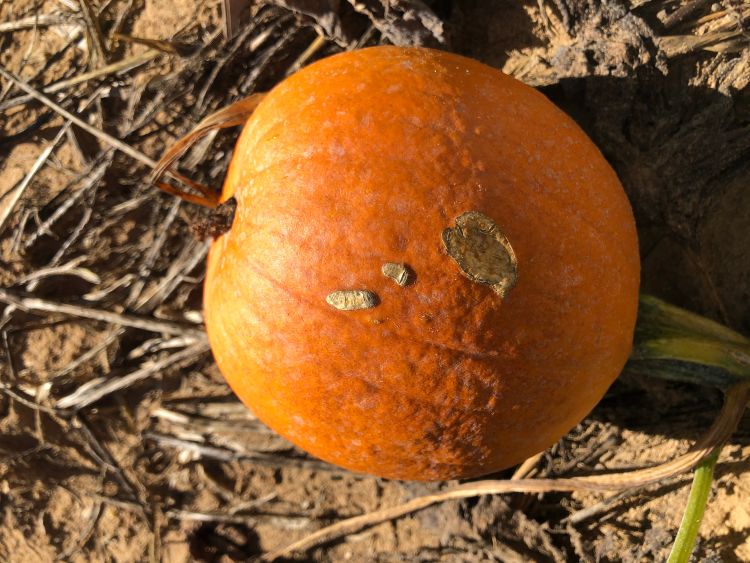 Scabs on a pie pumpkin