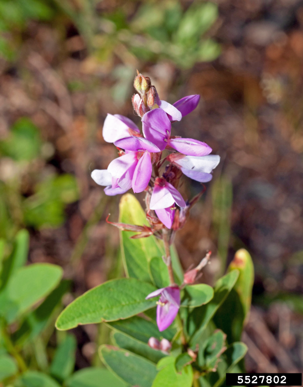 Showy Tick Trefoil Native Plants And Ecosystem Services