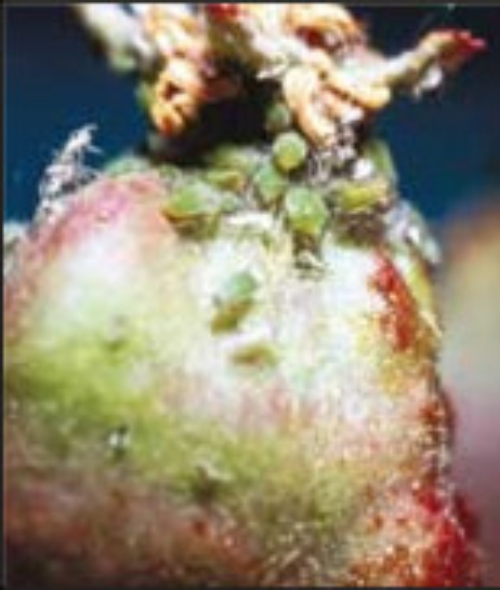 GreenAppleAphid2.jpg