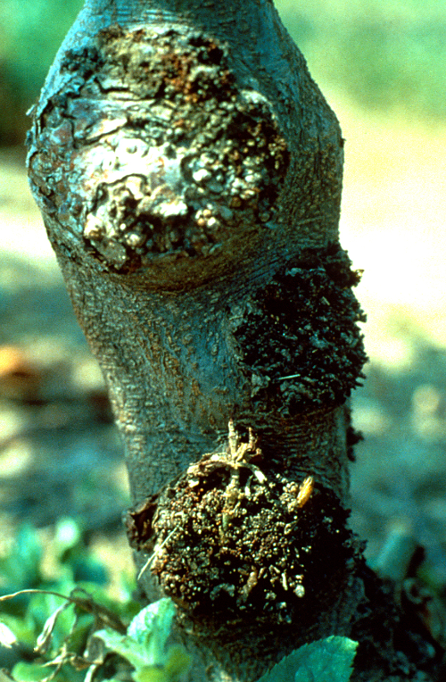 Larvae dig tunnels in the trunk or burr knots, creating accumulations of reddish frass at the tunnel