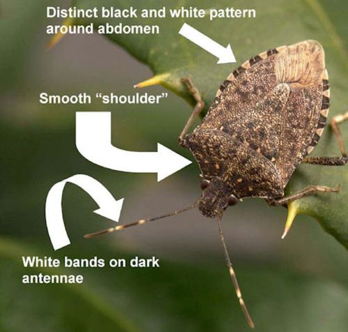 The brown marmorated stink bug is a shield-shaped, plant-feeding bug native to Asia. It has distinctive banding on its antennae and around its abdomen. Photo: Jeff Wildonger, USDA-ARS-BIIR.