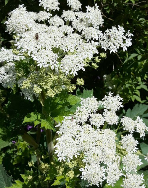 Cowparsnip flowers are white, flat-topped umbels that can be 8 inches across. All photos: Randy House.