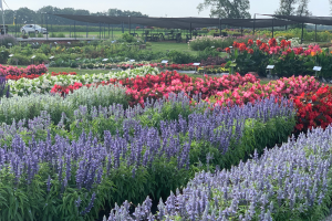 four star greenhouse tour