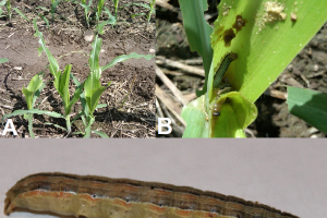 Armyworm alert in northern Michigan and Upper Peninsula