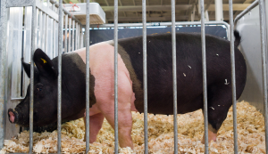What to know about official identification for exhibition swine in 2021