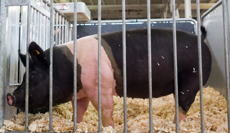 A pig in a pen.
