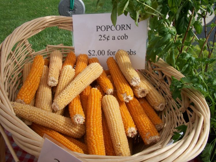 Popcorn from Doyle’s Farm of Frankenmuth. Photo courtesy of Julie Darnton.