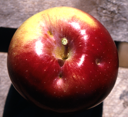  Stings on the fruit result in funnel-like depressions. 