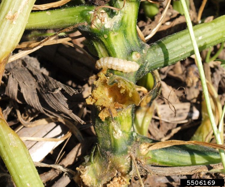 Squash vine borer