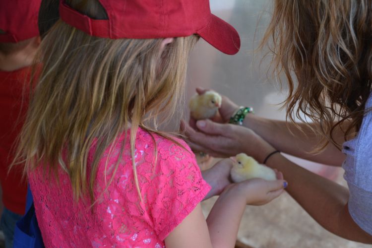 Holding a chick