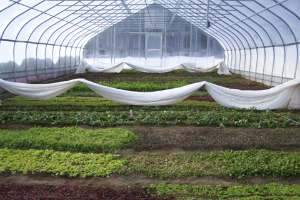 HRT 242: Passive Solar Greenhouses for Protected Cultivation