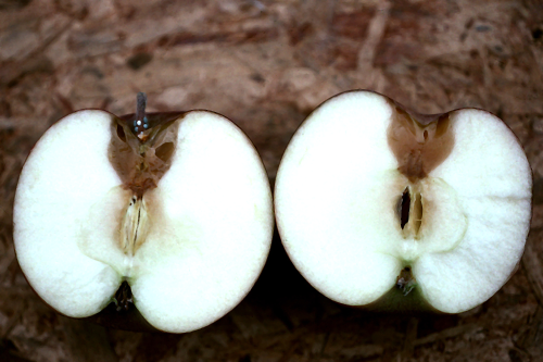  Blue mold enters through wounds, stem-end invasion or as a core rot. 