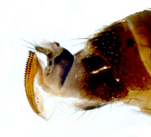  Spotted wing Drosophila ovipositors on female fly. 