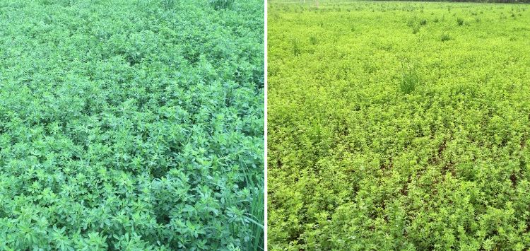 Alfalfa grown on sandy loam with adequate (left) and deficient (right) sulfur supply.