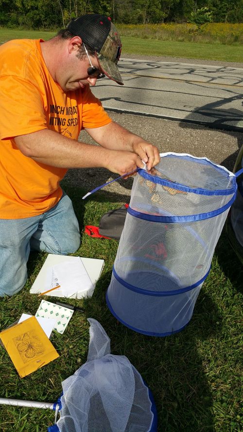 Conservation Stewards Volunteer Brad Fashbaugh engages in Project Monarch Health, a citizen science project which helps sample wild monarch butterflies to help track the spread of a protozoan parasite across North America.