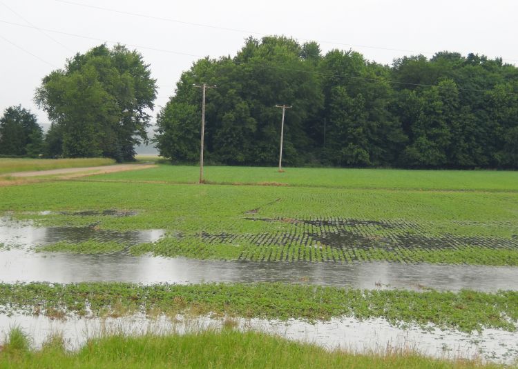 Photo 1. Waterlogged and submerged soybean plants in 2015.