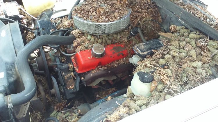 A car’s engine compartment can seem like a squirrel’s ideal storage space | Photo by Scott MacGillivray, USDA Rural Development
