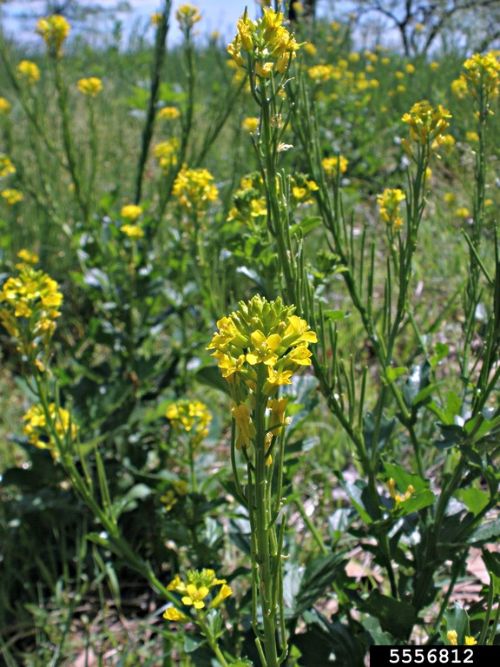 Yellow rocket bloom co-occurs with cabbage maggot fly emergence